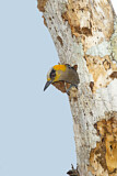 Image. Golden-cheeked Woodpecker