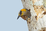 Image. Golden-cheeked Woodpecker