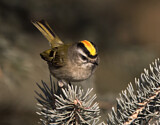 Image. Golden-crowned Kinglet