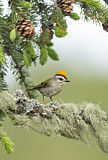 Image. Golden-crowned Kinglet