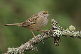 Image. Golden-crowned Sparrow