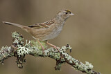 Image. Golden-crowned Sparrow