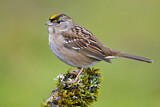 Image. Golden-crowned Sparrow
