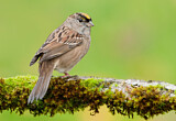 Image. Golden-crowned Sparrow