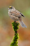 Image. Golden-crowned Sparrow