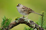 Image. Golden-crowned Sparrow