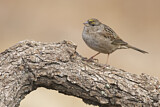 Image. Golden-crowned Sparrow