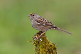 Image. Golden-crowned Sparrow