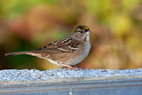 Image. Golden-crowned Sparrow