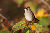 Image. Golden-crowned Sparrow