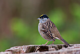 Image. Golden-crowned Sparrow