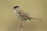 Image. Golden-crowned Sparrow