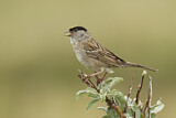 Image. Golden-crowned Sparrow
