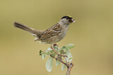 Image. Golden-crowned Sparrow