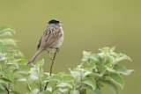 Image. Golden-crowned Sparrow