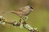 Image. Golden-crowned Sparrow