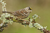 Image. Golden-crowned Sparrow
