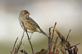 Image. Golden-crowned Sparrow