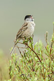Image. Golden-crowned Sparrow
