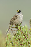 Image. Golden-crowned Sparrow