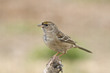 Image. Golden-crowned Sparrow
