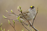 Image. Golden-crowned Sparrow