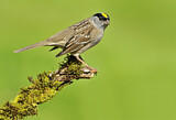 Image. Golden-crowned Sparrow