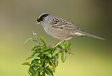 Image. Golden-crowned Sparrow
