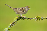 Image. Golden-crowned Sparrow