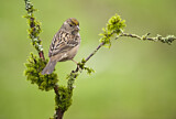 Image. Golden-crowned Sparrow