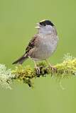 Image. Golden-crowned Sparrow