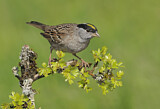 Image. Golden-crowned Sparrow