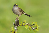 Image. Golden-crowned Sparrow
