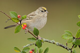 Image. Golden-crowned Sparrow