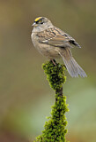 Image. Golden-crowned Sparrow