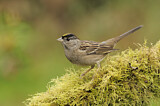 Image. Golden-crowned Sparrow