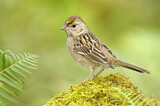 Image. Golden-crowned Sparrow