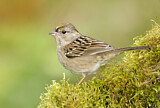 Image. Golden-crowned Sparrow