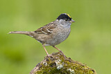 Image. Golden-crowned Sparrow