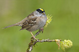 Image. Golden-crowned Sparrow