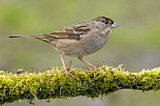 Image. Golden-crowned Sparrow