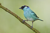Image. Golden-naped Tanager