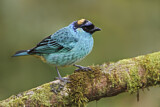 Image. Golden-naped Tanager