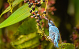 Image. Golden-naped Tanager
