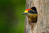 Image. Golden-naped Woodpecker