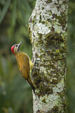 Image. Golden-olive Woodpecker