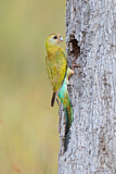 Image. Golden-shouldered Parrot