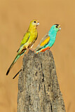 Image. Golden-shouldered Parrot