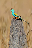 Image. Golden-shouldered Parrot