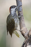 Image. Golden-tailed Woodpecker